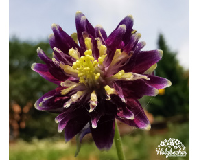 Aquilegia vulgaris ‘Blue Barlow’