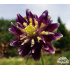 Aquilegia vulgaris ‘Blue Barlow’