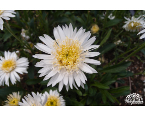 Aster alpinus ‘Albus Fl.Pl.’
