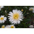 Aster alpinus ‘Albus Fl.Pl.’