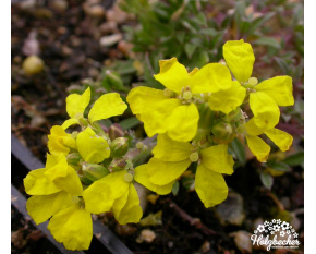Erysimum pulchellum