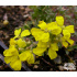 Erysimum pulchellum