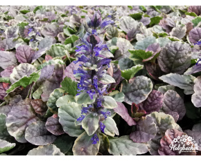 Ajuga reptans ‘Burgundy Glow’