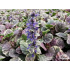 Ajuga reptans ‘Burgundy Glow’