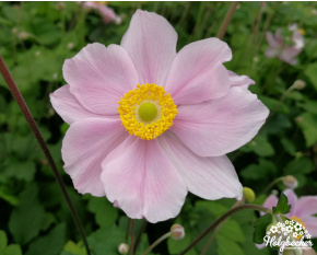 Anemone japonica ‘Königin Charlotte’