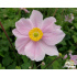 Anemone japonica ‘Königin Charlotte’