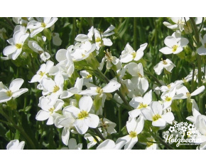 Arabis procurrens