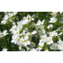 Arabis procurrens