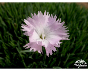 Dianthus ‘Whatfield Rose’