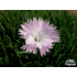 Dianthus ‘Whatfield Rose’