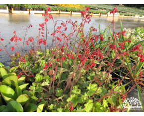 Heuchera sanguinea ‘Ruby Bells’