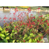 Heuchera sanguinea ‘Ruby Bells’