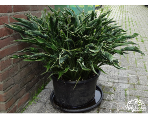 Hosta ‘Praying Hands’