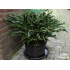 Hosta ‘Praying Hands’