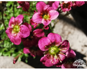 Saxifraga x arendsii ‘Highlander Rose’