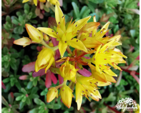 Sedum floriferum ‘Weihenstephaner Gold’