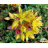 Sedum floriferum ‘Weihenstephaner Gold’