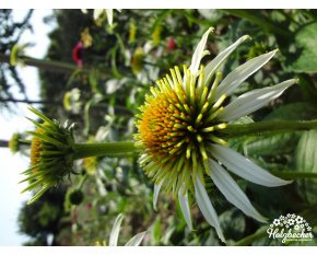 Echinacea ‘Milkshake’