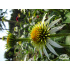 Echinacea ‘Milkshake’