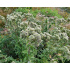 Pycnanthemum pilosum