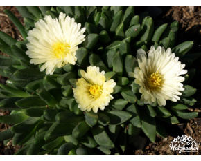Delosperma basuticum ‘White Nugget’