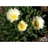 Delosperma basuticum ‘White Nugget’