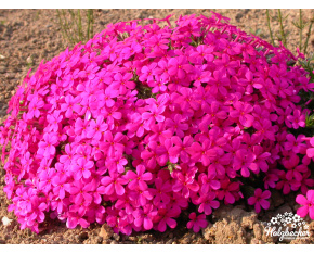 Phlox douglasii ‘Crackerjack’