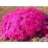 Phlox douglasii ‘Crackerjack’