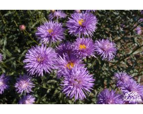 Erigeron ‘Violetta’