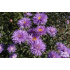 Erigeron ‘Violetta’