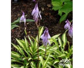 Hosta ‘Stilletto’