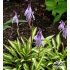 Hosta ‘Stilletto’