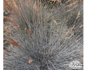 Festuca glauca