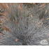 Festuca glauca