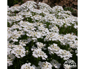 Iberis sempervirens ‘Snowflake’