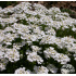 Iberis sempervirens ‘Snowflake’