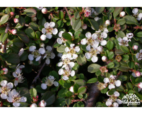 Cotoneaster procumbens