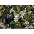 Cotoneaster procumbens