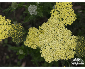 Achillea ‘Credo’