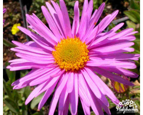 Aster alpinus ‘Happy End’