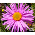Aster alpinus ‘Happy End’