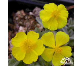 Helianthemum canum