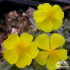 Helianthemum canum