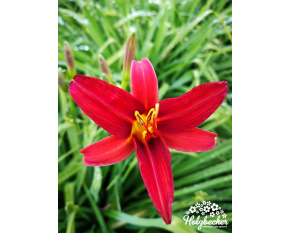 Hemerocallis ‘Crimson Pirate’