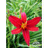 Hemerocallis ‘Crimson Pirate’