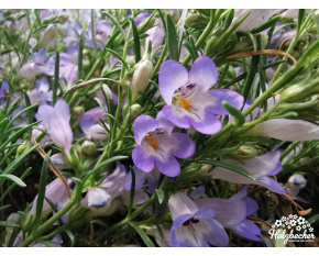 Penstemon crandallii subsp. ‘glabrescens’