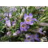 Penstemon crandallii subsp. ‘glabrescens’
