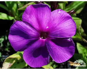 Phlox paniculata ‘Blue Paradise’