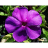 Phlox paniculata ‘Blue Paradise’