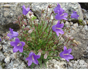 Campanula aucheri
